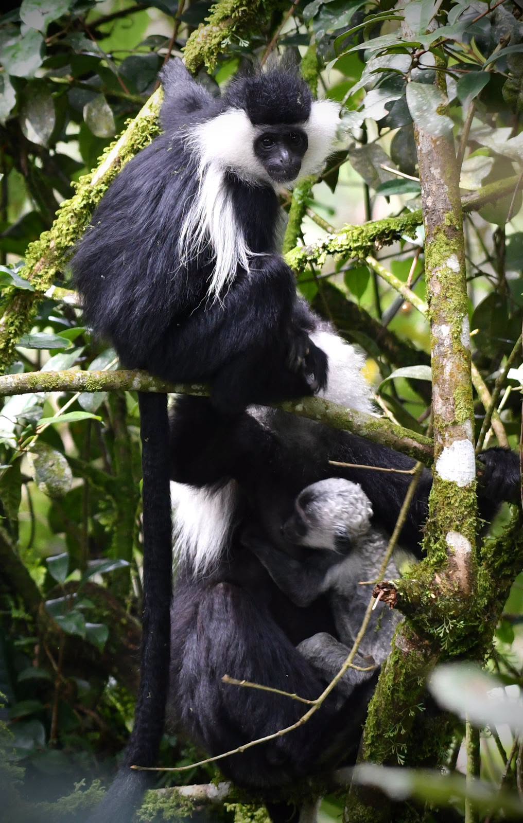 Nyungwe Rainforest & Primates: Discover Rwanda’s Wild Side