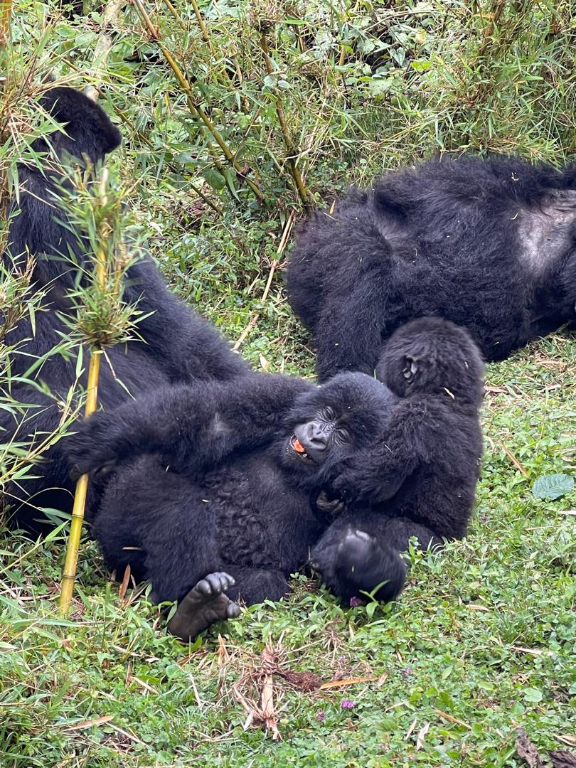 How to Book and Pay for Gorilla Permits in Rwanda and Uganda: A Complete Guide for Travellers