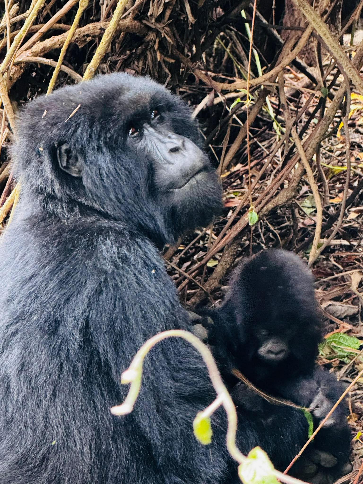 5 day wildlife and primates