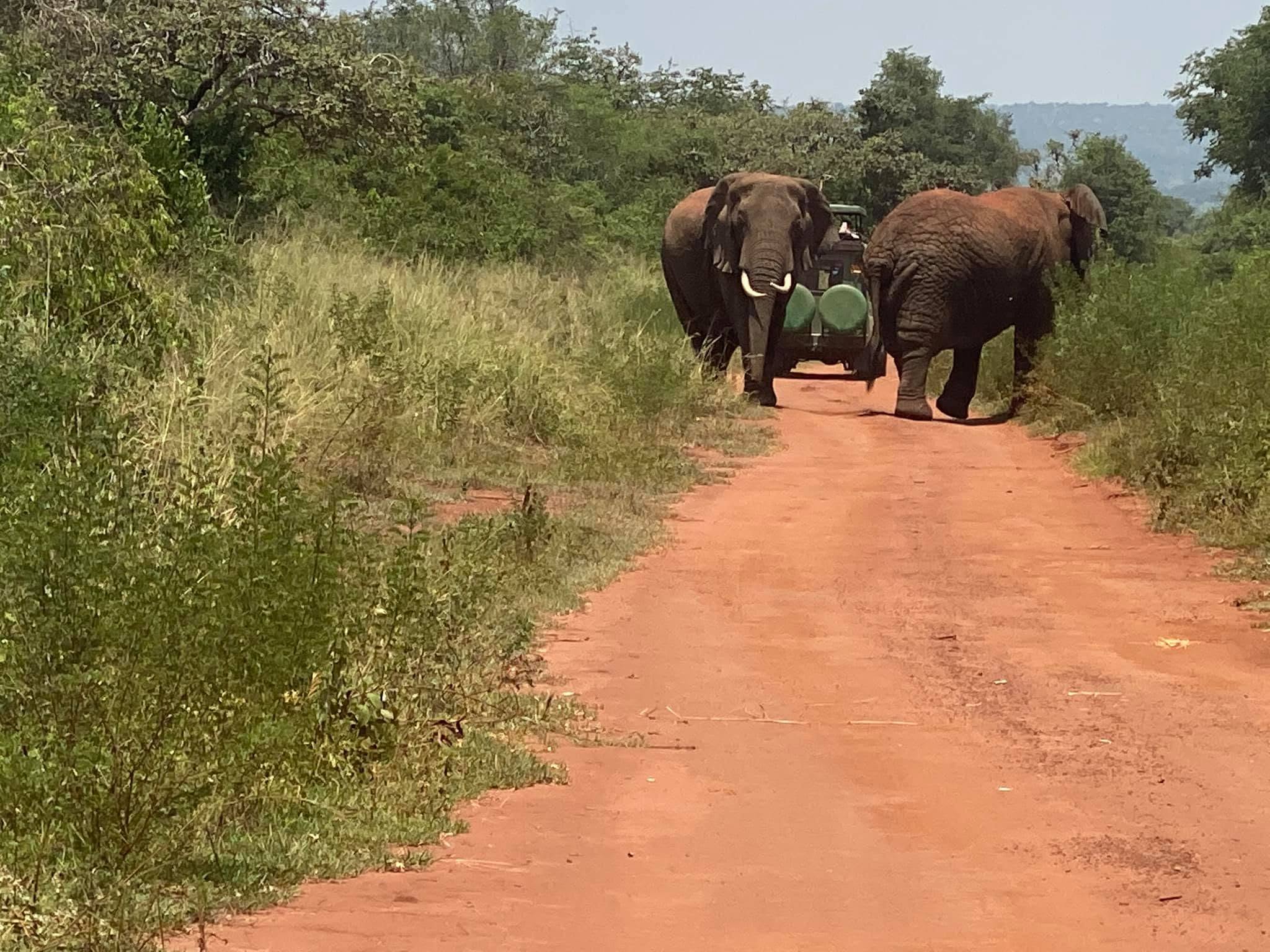 Big Five Game Drives in Rwanda: A Wild Adventure in Akagera National Park