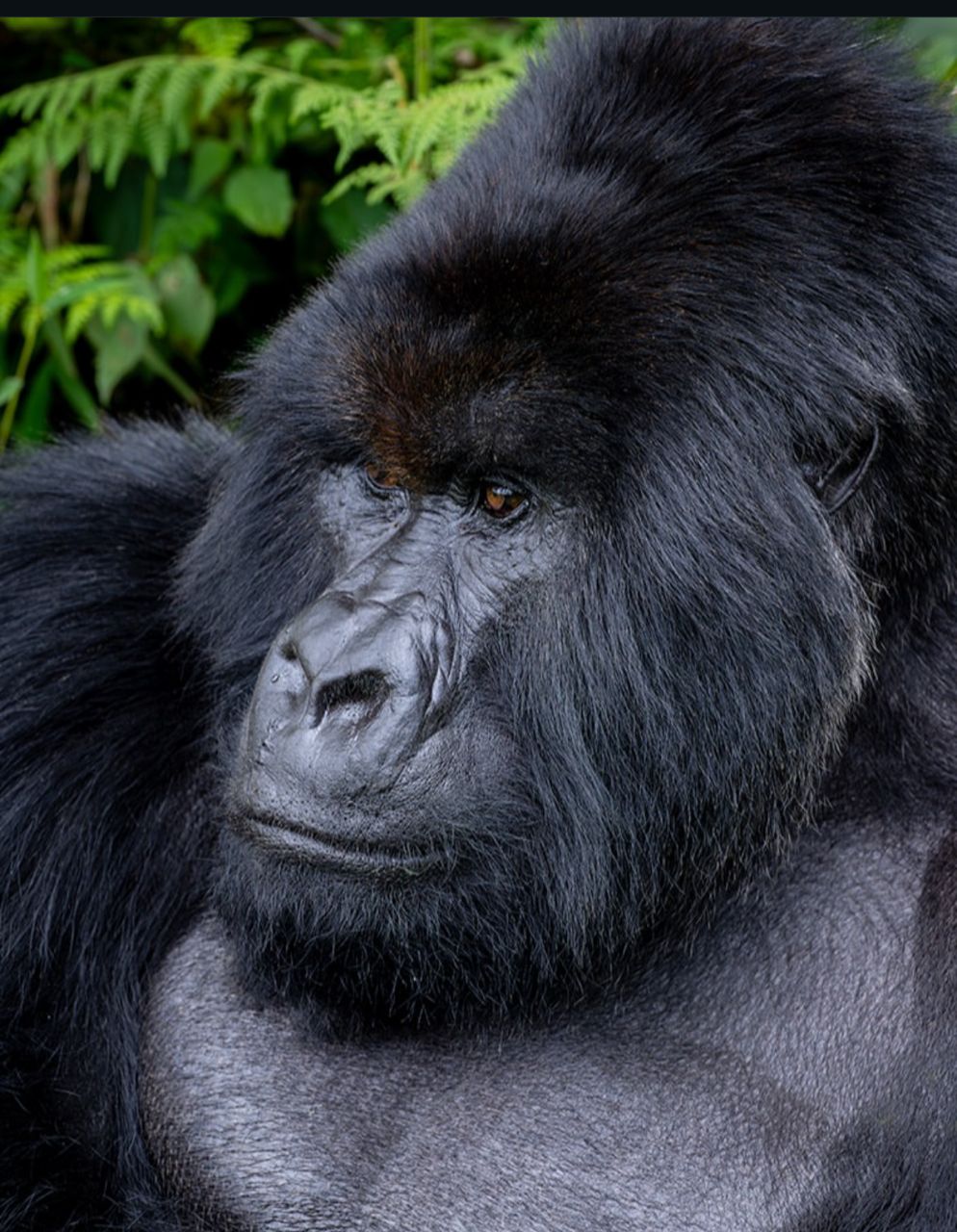 Gorilla Trekking in Rwanda vs Uganda